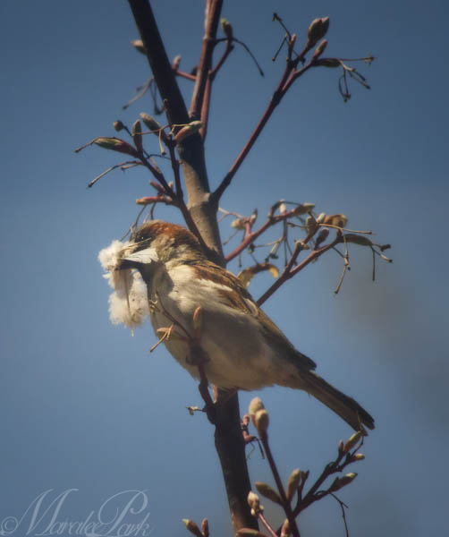 Maralee_Park_130426_46277-Edit