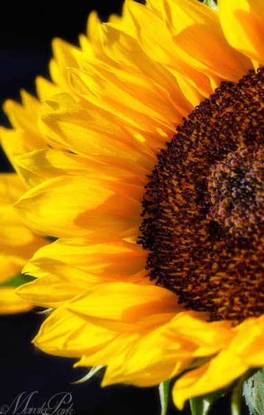 Maralee_Park_130427_46310-Edit