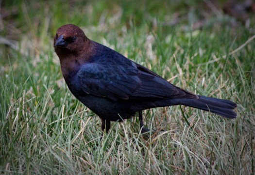 Maralee_Park_130428_46327-Edit