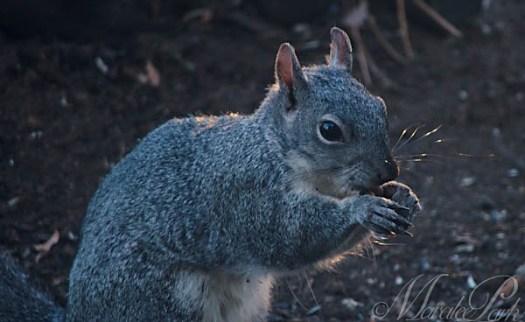 Maralee_Park_130429_46337-Edit