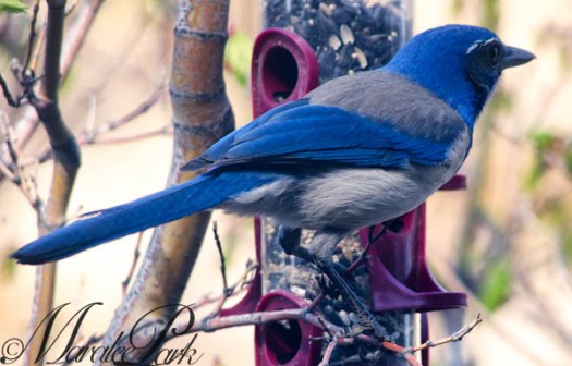 Maralee_Park_130429_46352-Edit