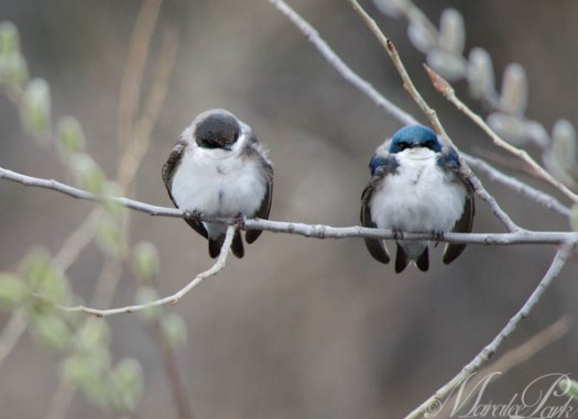 Maralee_Park_130502_46741-Edit