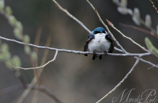 Maralee_Park_130502_46760-Edit