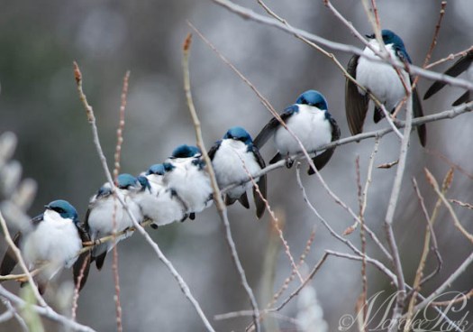 Maralee_Park_130502_46762-Edit