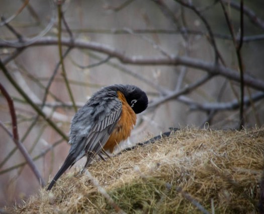 Maralee_Park_130502_46784-Edit