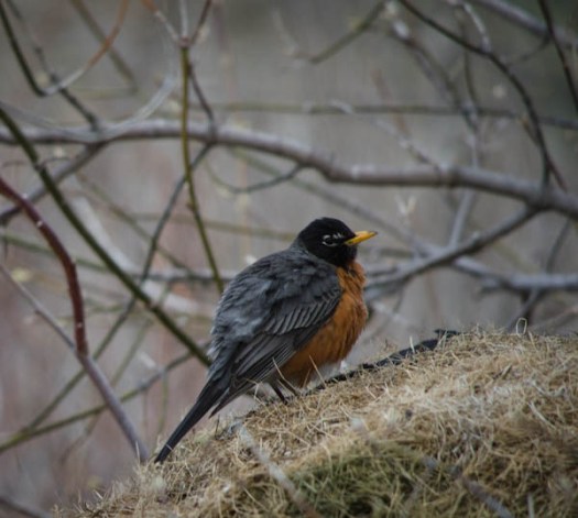 Maralee_Park_130502_46786