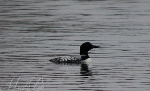 Maralee_Park_130504_46836-Edit