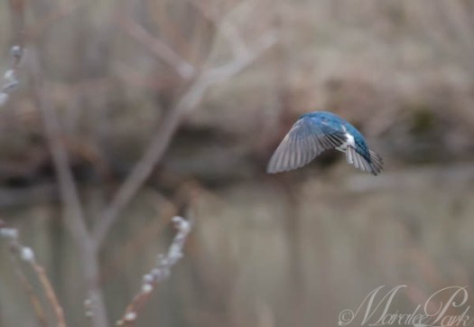 Maralee_Park_130504_46866-Edit