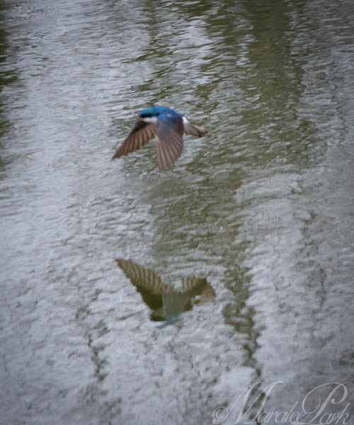 Maralee_Park_130504_46910-Edit