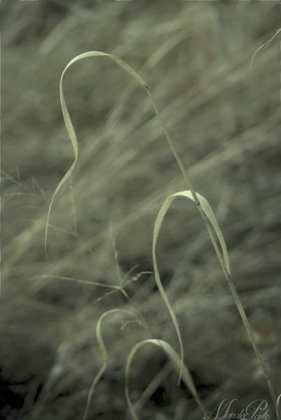 Maralee_Park_130505_47063-Edit