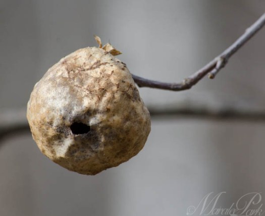 Maralee_Park_130505_47084-Edit