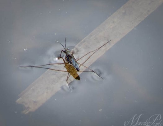 Maralee_Park_130505_47087-Edit