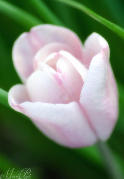 Maralee_Park_130510_47157-Edit