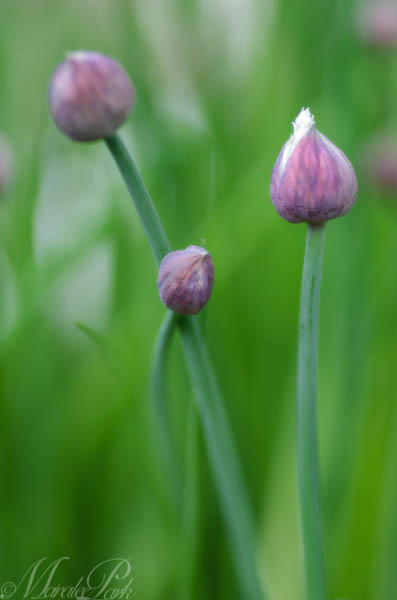 Maralee_Park_130510_47166-Edit-Edit