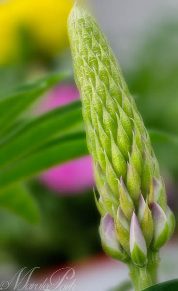 Maralee_Park_130511_47211-Edit