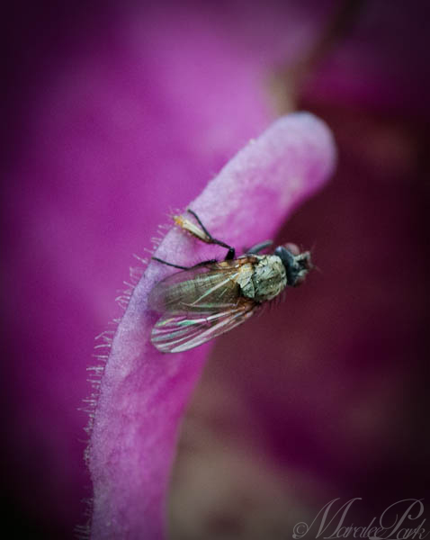 Maralee_Park_130511_47256-Edit