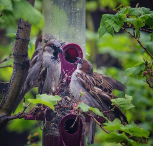 Maralee_Park_130515_47360-Edit