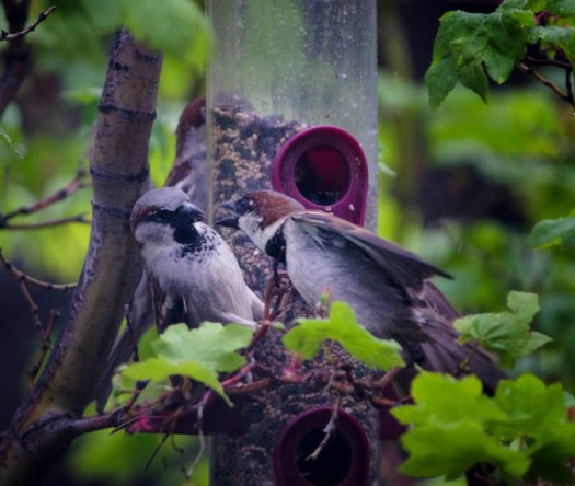 Maralee_Park_130515_47361-Edit