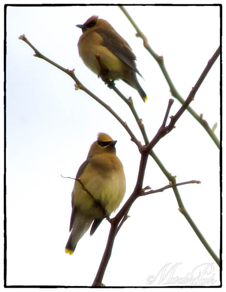 Maralee_Park_130515_47381-Edit