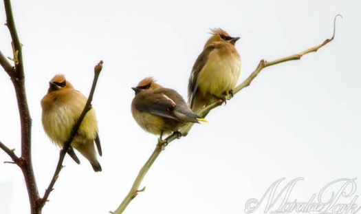 Maralee_Park_130515_47401-Edit