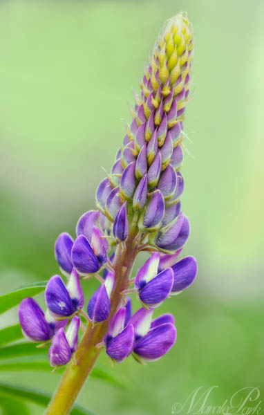 Maralee_Park_130517_47445-Edit-Edit