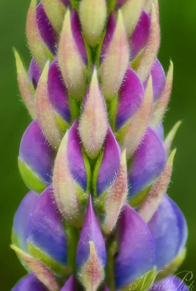 Maralee_Park_130517_47463-Edit