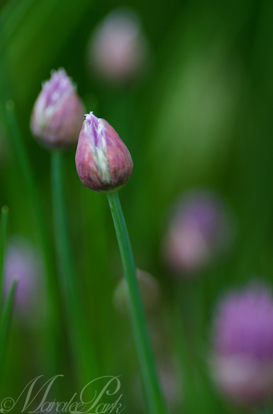 Maralee_Park_130517_47513-Edit-Edit