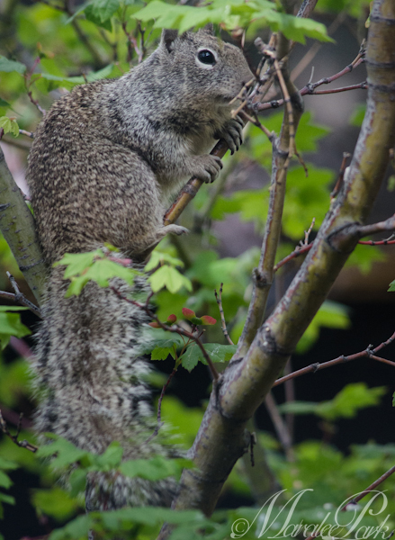 Maralee_Park_130521_47792-Edit