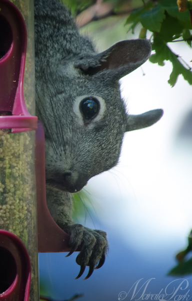 Maralee_Park_130522_47906-Edit-Edit