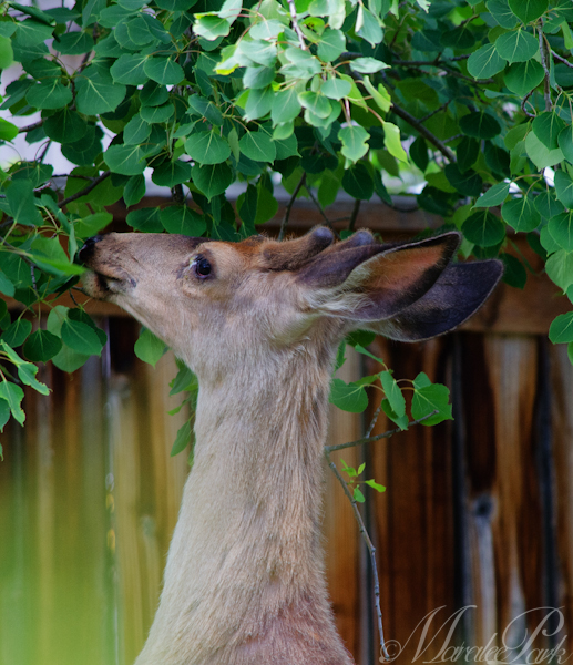 Maralee_Park_130526_48091-Edit