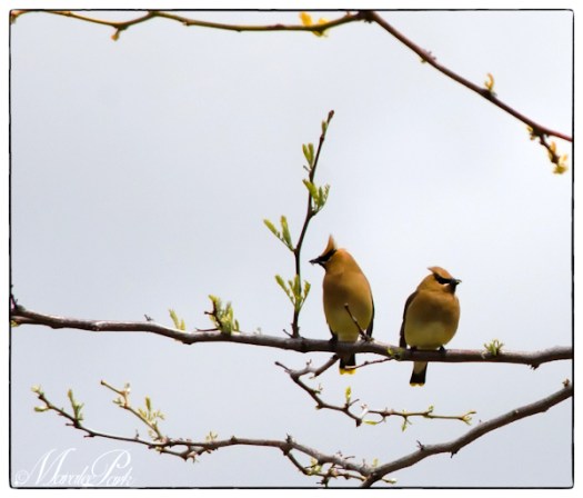 Maralee_Park_130527_48233-Edit