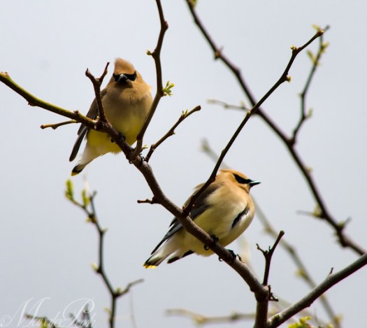 Maralee_Park_130527_48241-Edit