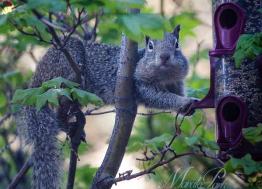 Maralee_Park_130529_48425-Edit