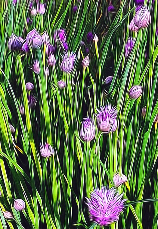 Tangle Chives 2
