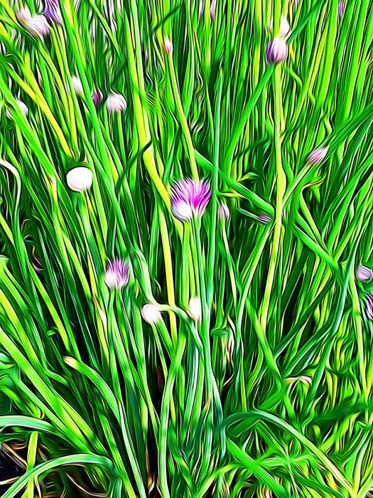 Tangles Chives 1