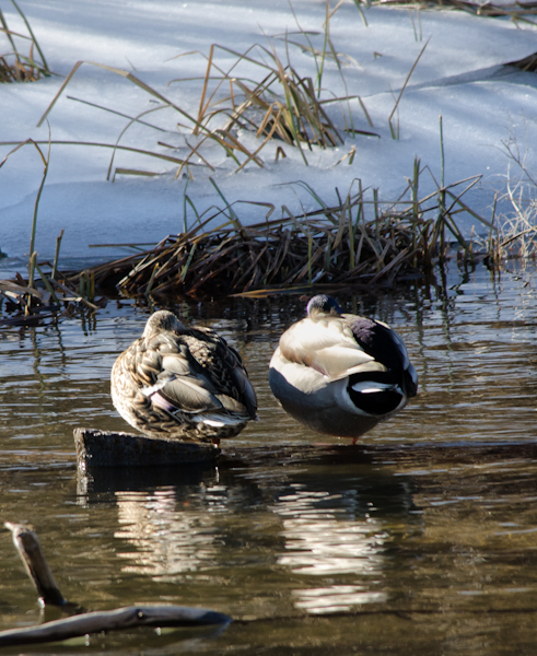 Maralee_Park_130126_42366-Edit