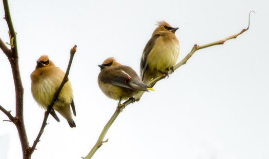 Maralee_Park_130515_47401-Edit