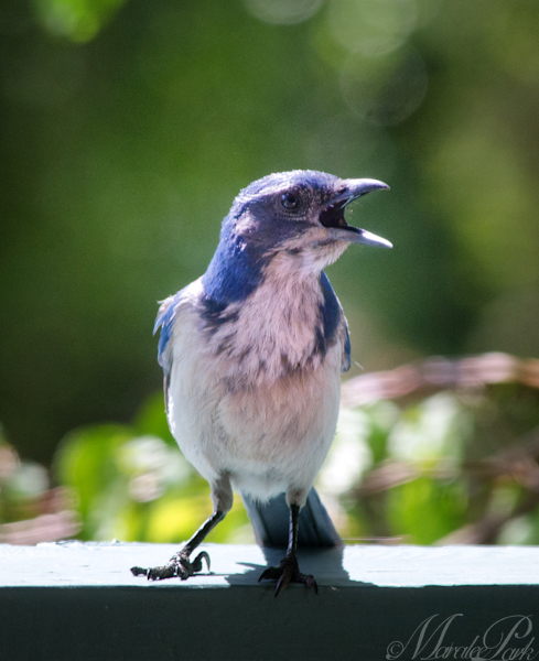 Maralee_Park_130526_48124-Edit