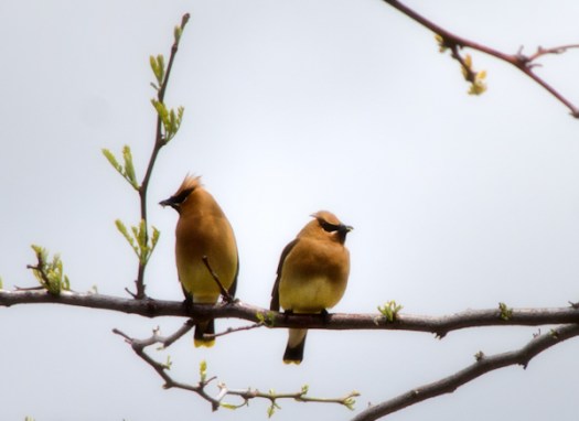 Maralee_Park_130527_48232-Edit