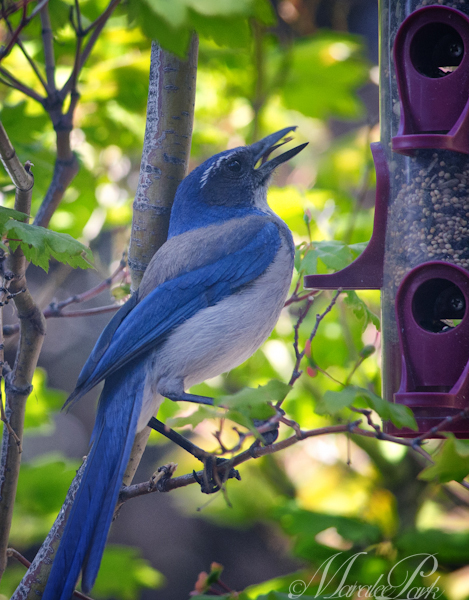 Maralee_Park_130529_48430-Edit