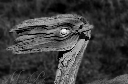 Maralee_Park_130531_48518-Edit