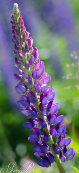 Maralee_Park_130531_48536-Edit