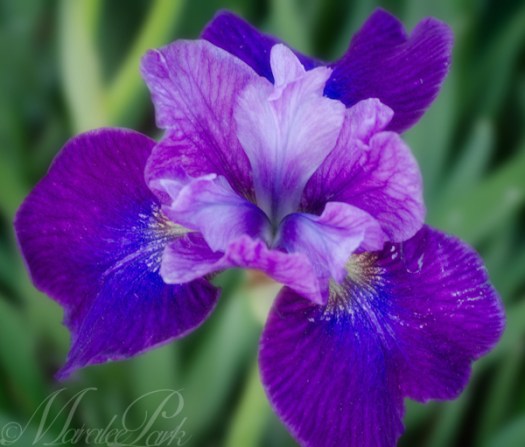 Maralee_Park_130603_48605-Edit