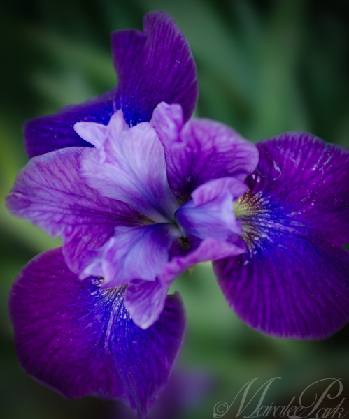 Maralee_Park_130603_48630-Edit