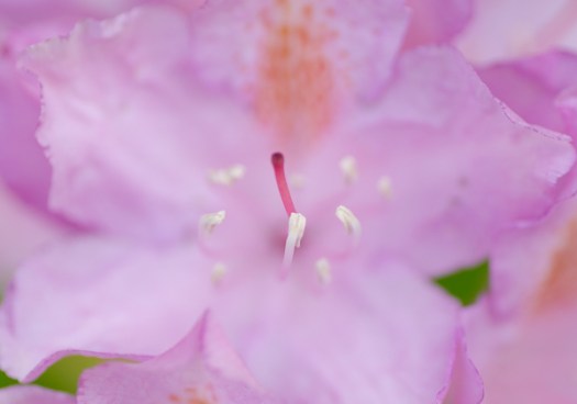 Maralee_Park_130615_49186