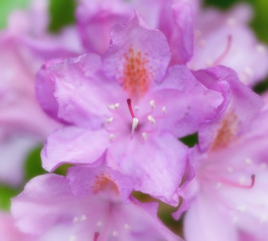 Maralee_Park_130615_49188-Edit