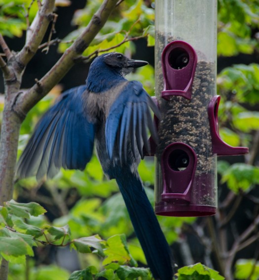 Maralee_Park_130617_49538