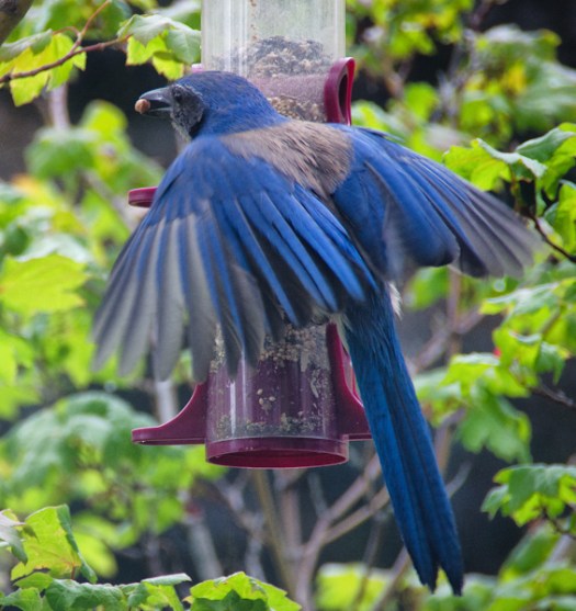 Maralee_Park_130617_49547-Edit