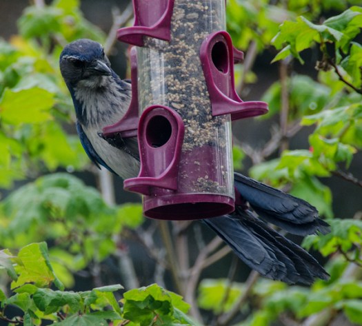 Maralee_Park_130617_49552