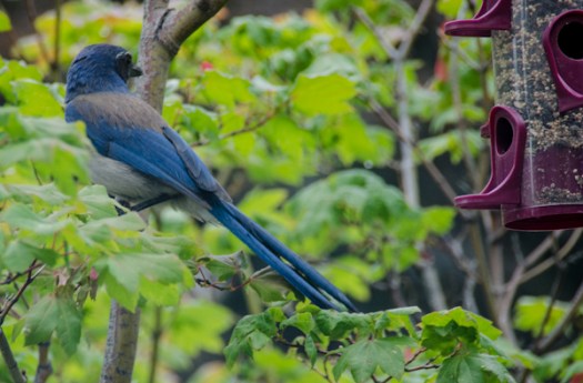 Maralee_Park_130617_49555